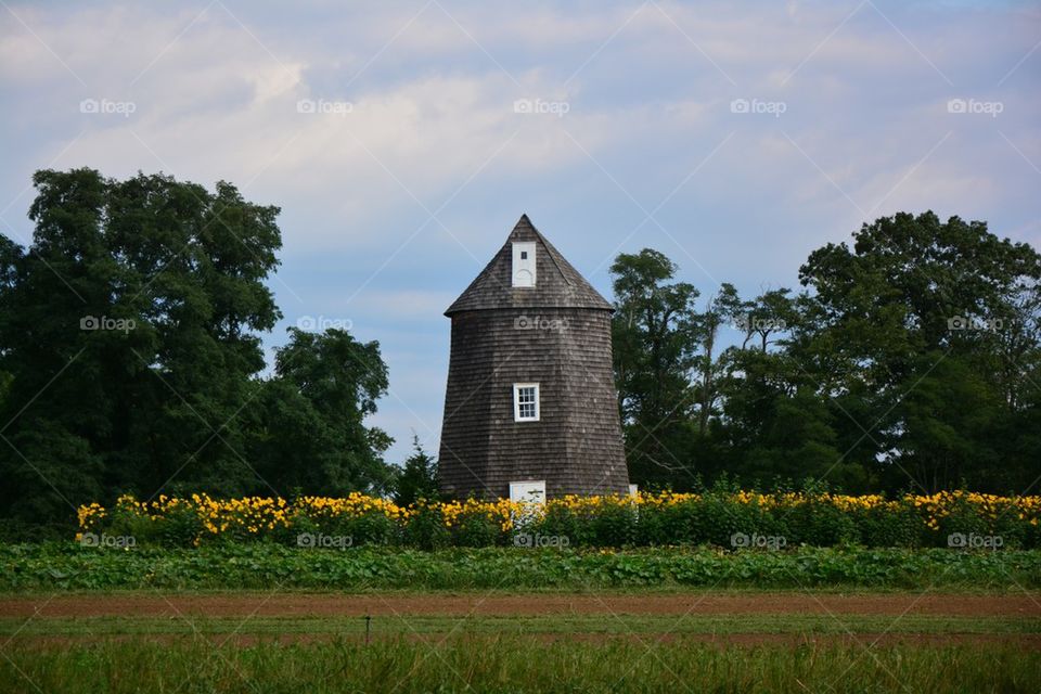 sunflowers wind mill shelter island by tfmiller