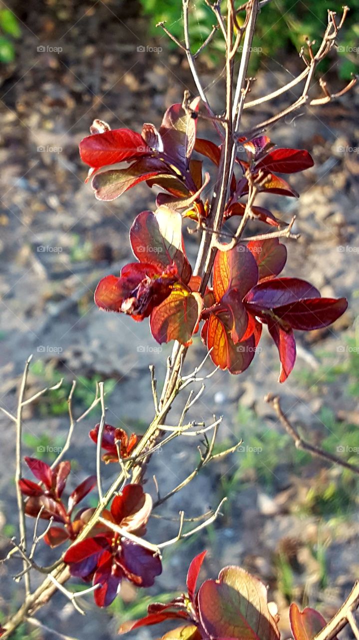 Pretty leaf coloring on a plant in our yard.