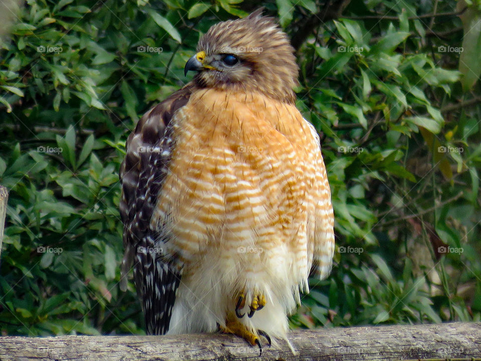 Red-shouldered Hawk