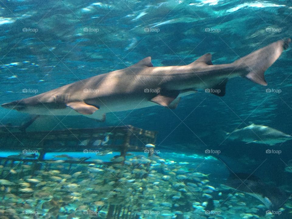 Shark Swimming Around