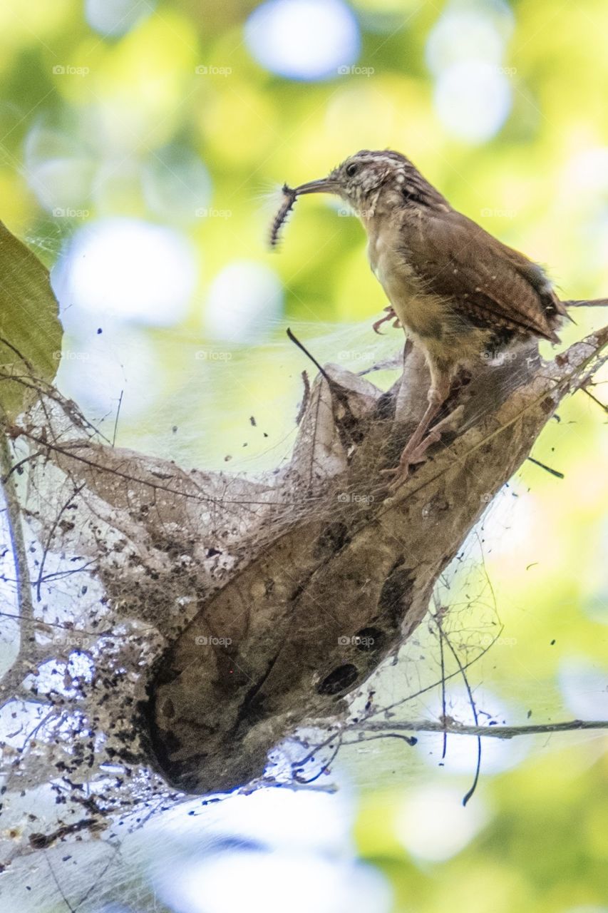 Foap, My Favorite Moment: A Carolina wren plucks a fall webworm from the web. Crowder Park, Apex, North Carolina. 