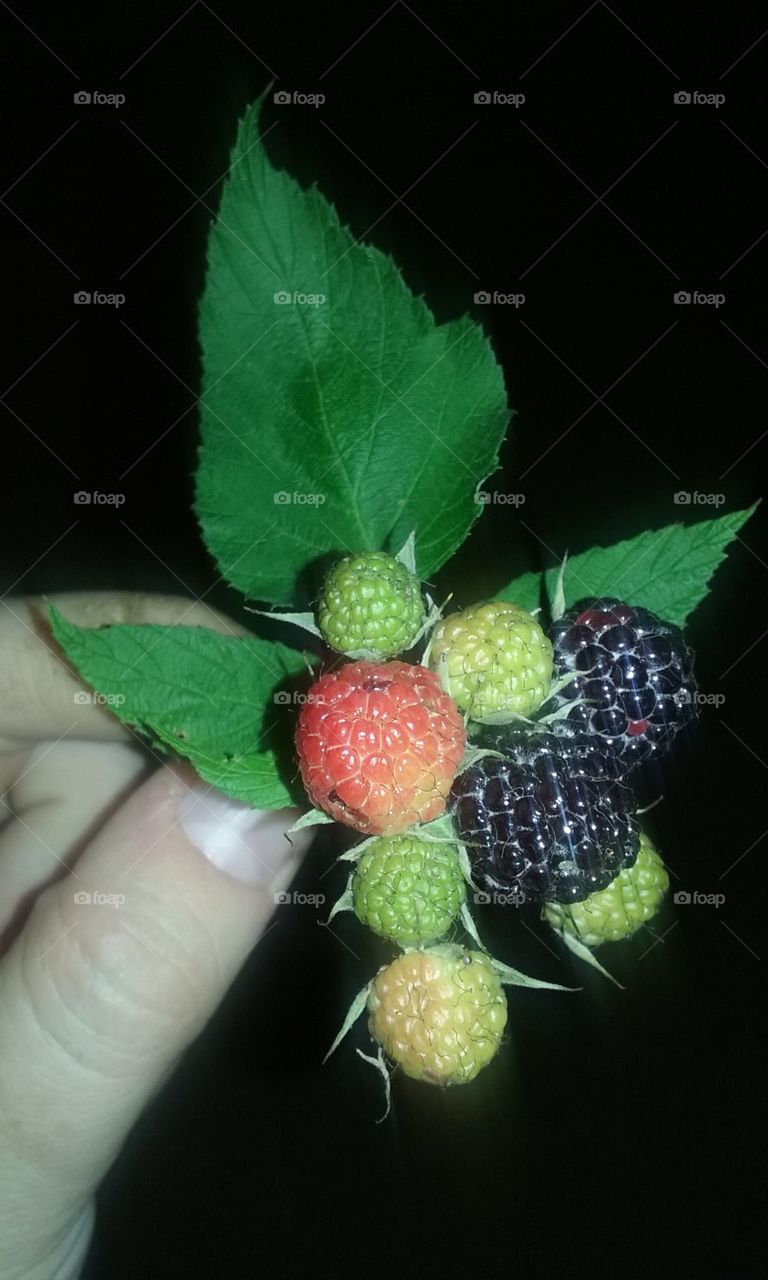 Black Raspberries. Growing in my back yard beside my garden. I love them in pie!