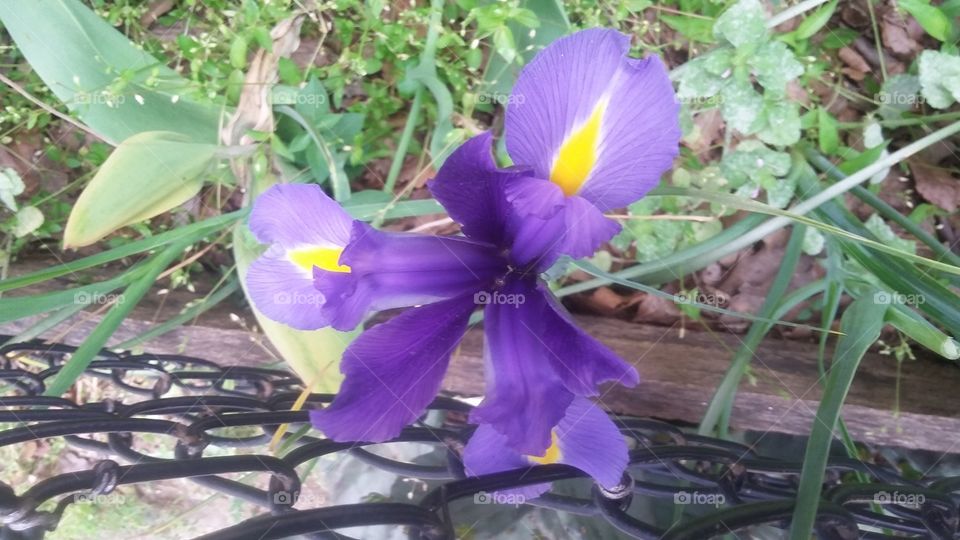 Purple flower in bloom