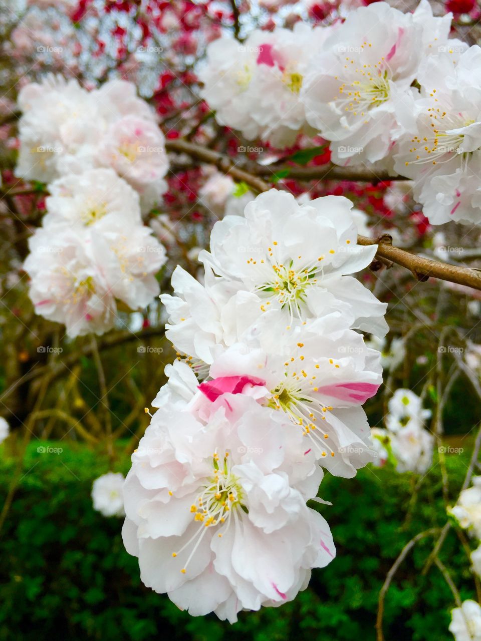 Japan's cherry blossoms 