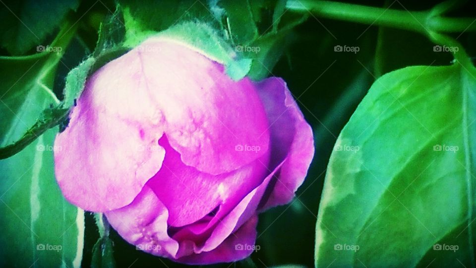 Pink Rose