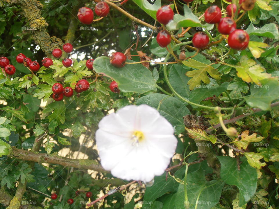 White Bindweed Flower With Red Berries