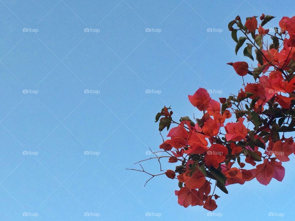 red flowers with blue sky . minmalism of red flowers and blue sky
