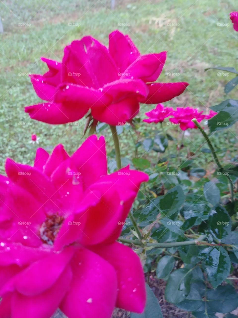 raindrops on a rose