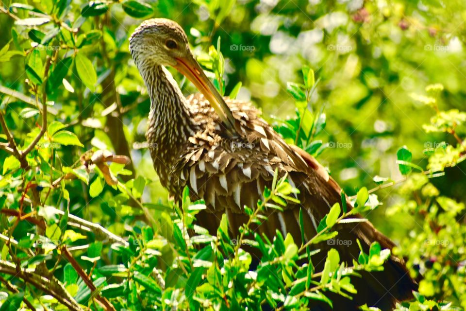 Limpkin in the tree