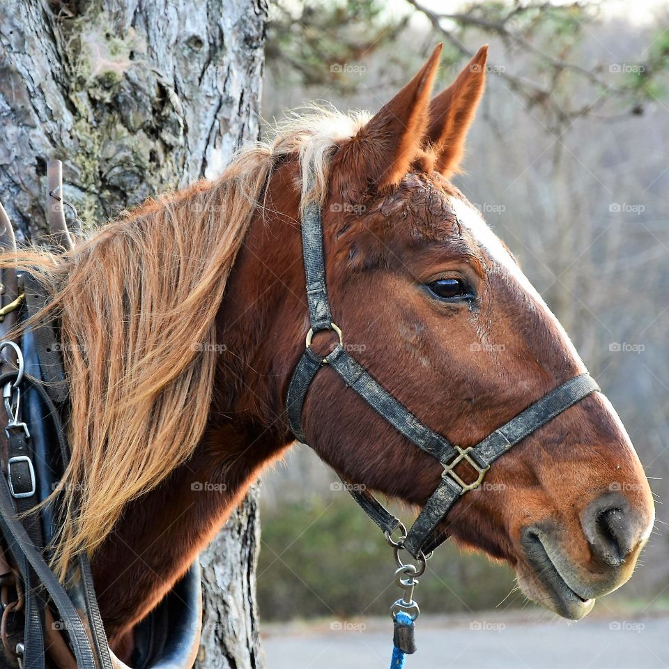 Working Horse