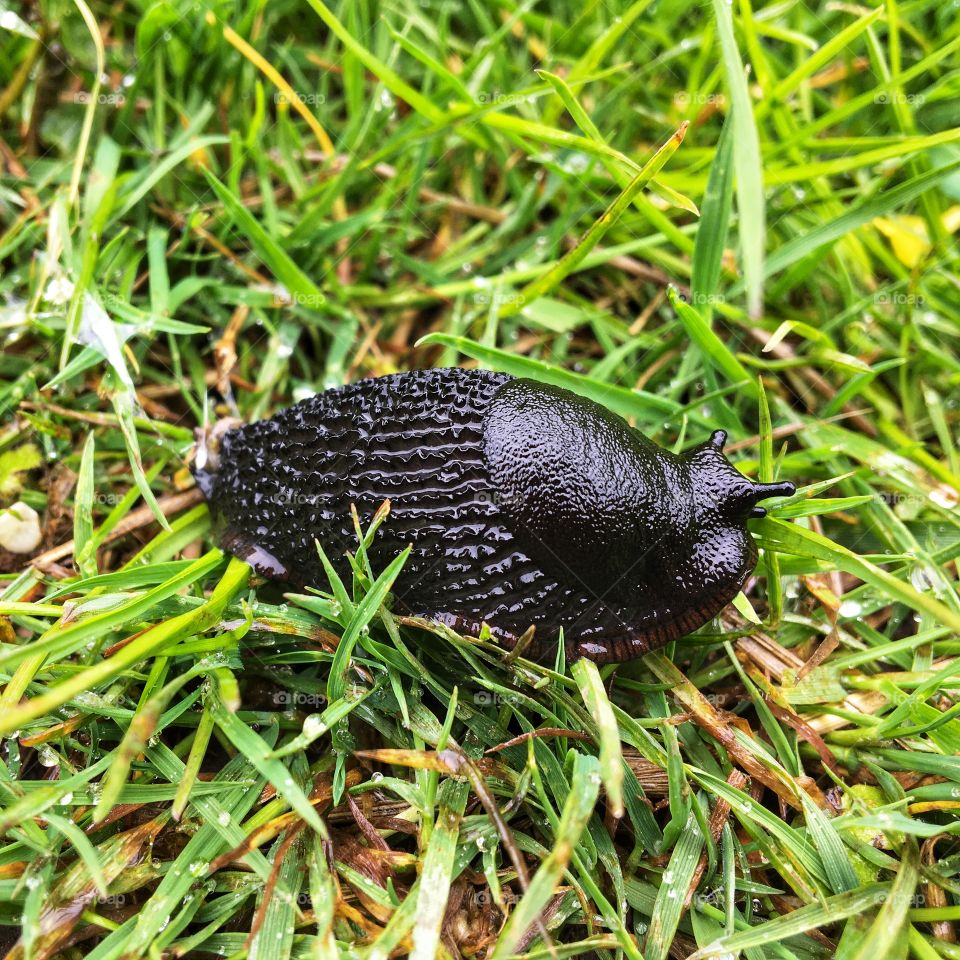 Light shower of rain entices lots of slugs and snails to come out and venture onto the path on my walk this morning 