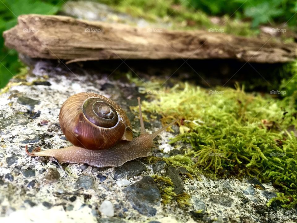 Snail