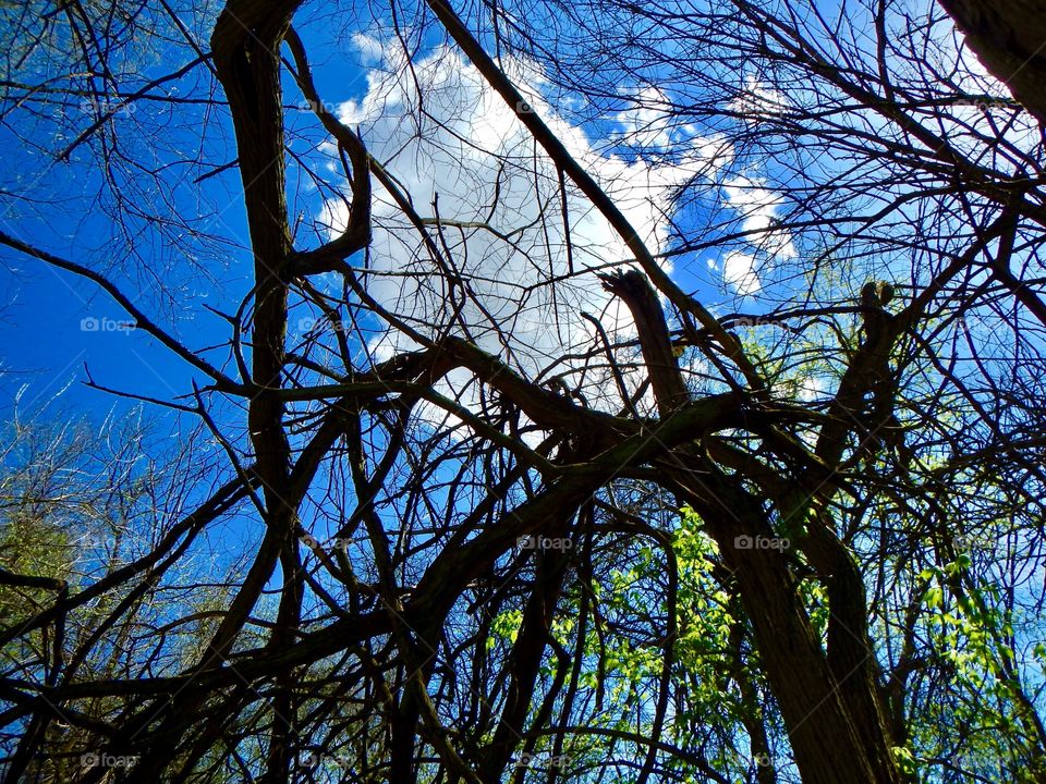 Cool tree in the park
