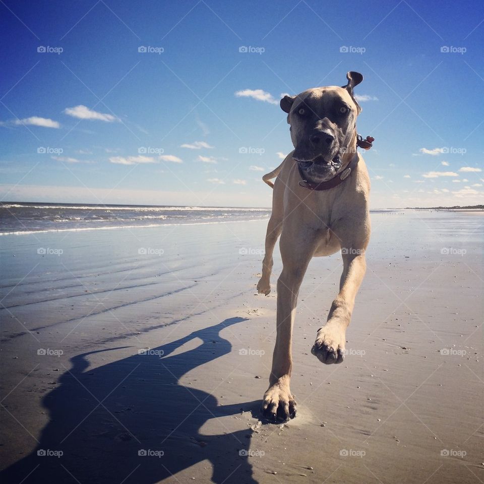 Close-up of a dog running at beach