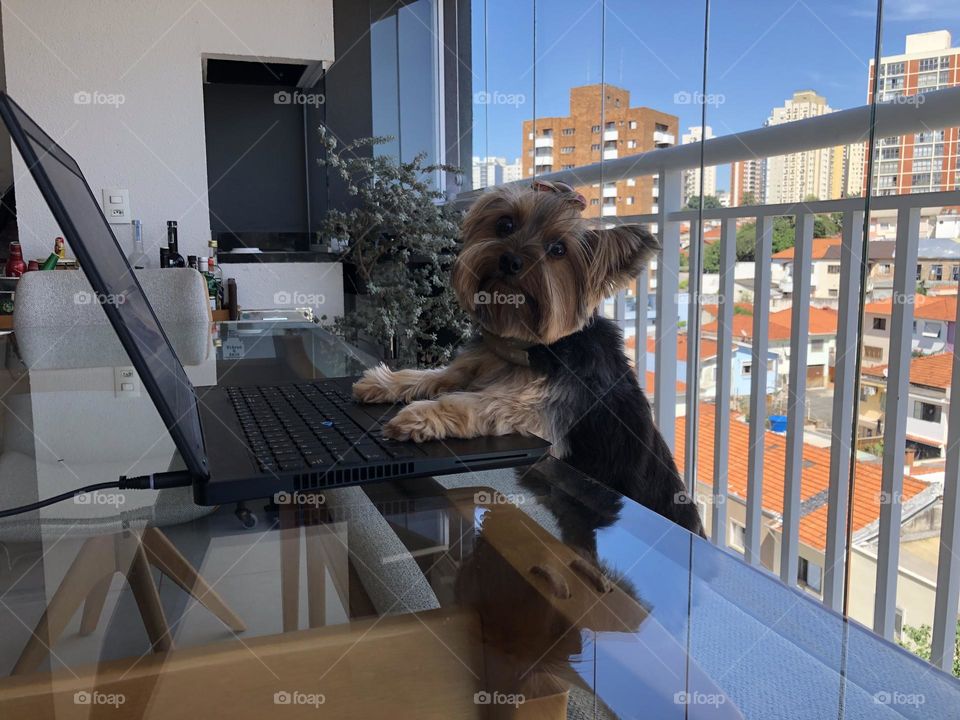 Cute dog working in a laptop and a desk