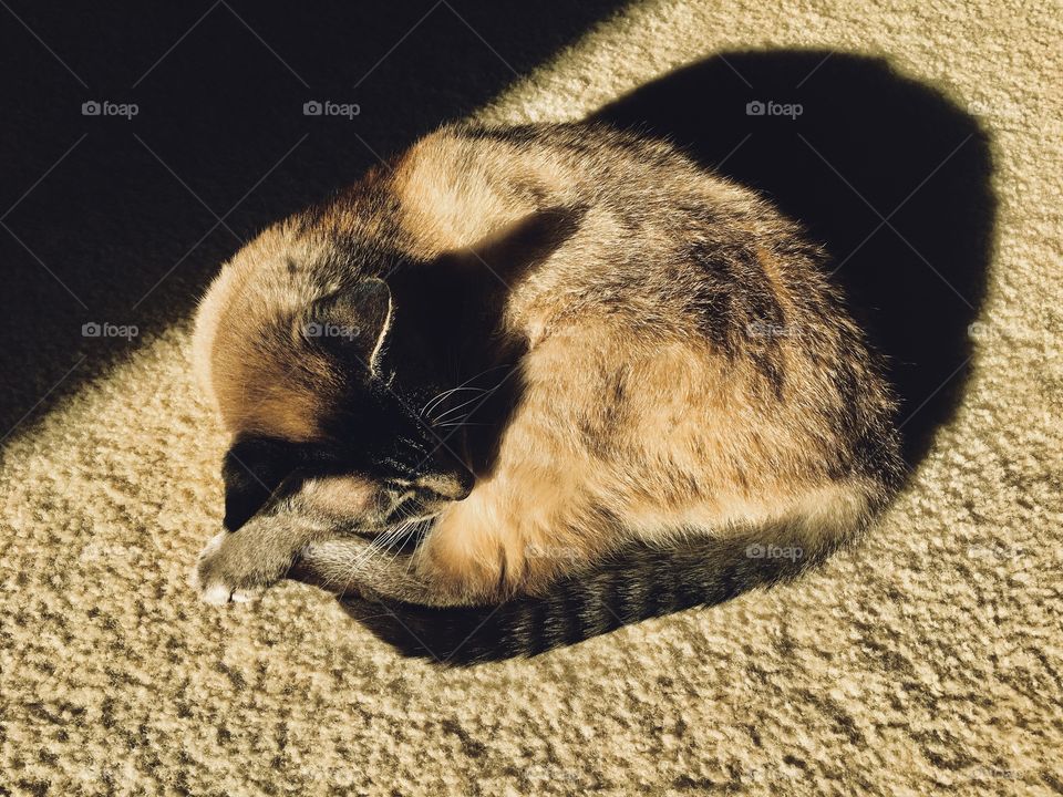 Lynx point Siamese cat in the sun 4