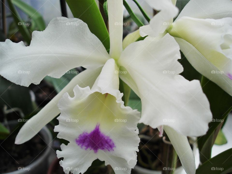 White orchid/Orquídea branca.