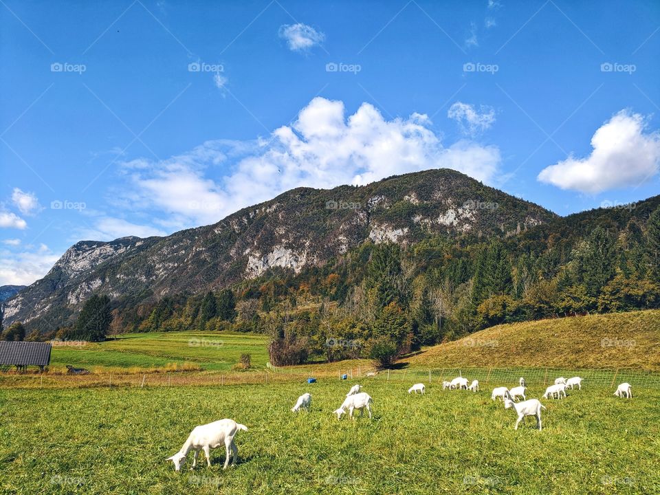 Wonderful view of green meadows and grazing sheep.