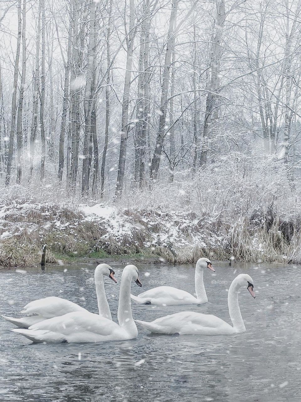 Swans