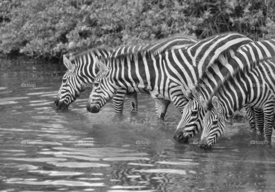 A group of zebras drinking water