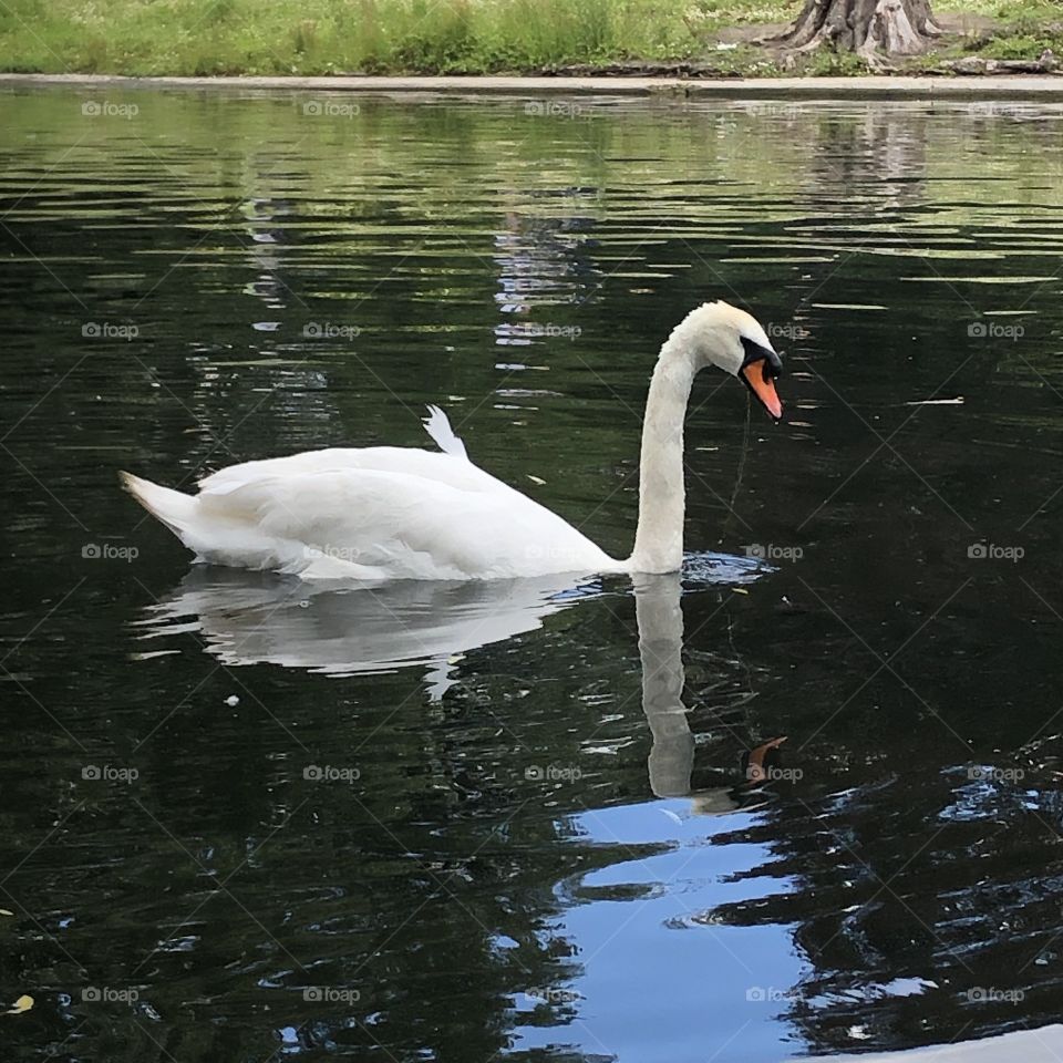 A beautiful swan swimming in the lake of London’s Regents Park on a sunny Saturday afternoon in June. 