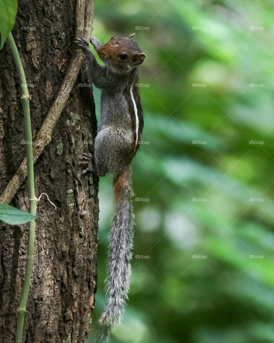 Squirrel climbing tree, looking for someone
