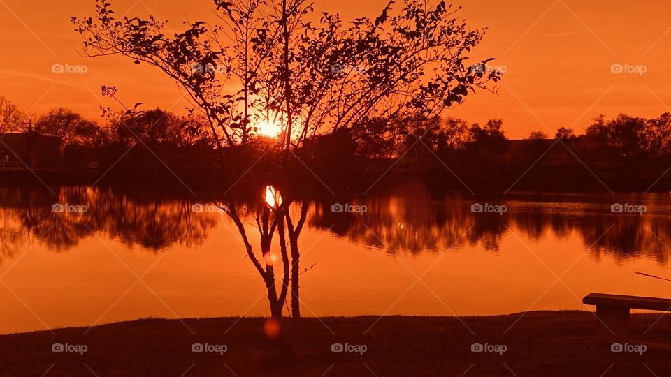 Shore Lake Bed Crepe Myrtle has lost most of the Leaves due cold wet winter weather. Here absorbing the Evening Colors. Reflections with calm waters with Orange Glow.