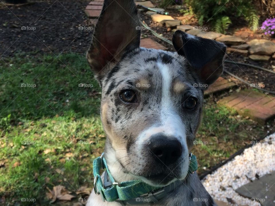 Catahoula puppy with one ear up and one floppy ear