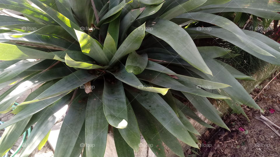 BROMELI, DREVI, PARTSEL, LIST I RASTENIYA.