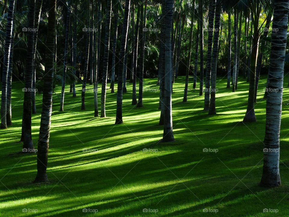 the silent forest