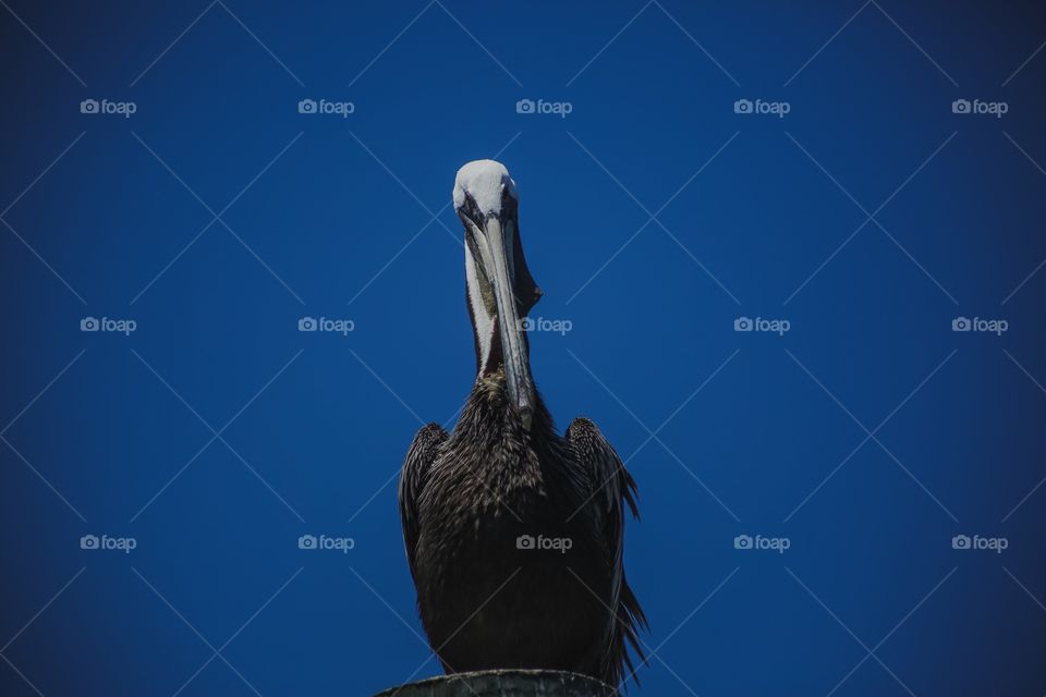 Pelican 