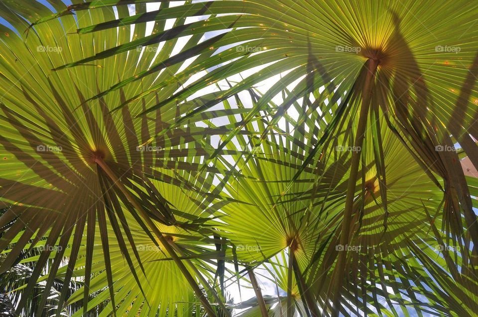 Fan Palm Tree, Tamuning, Guam
