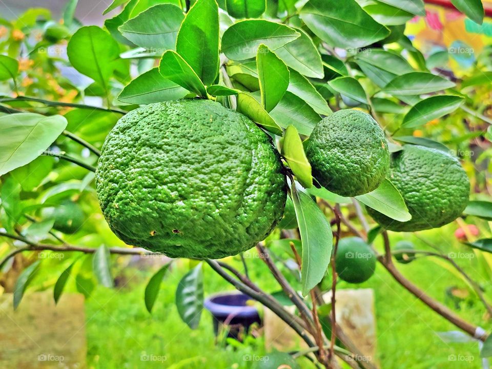 Green oranges