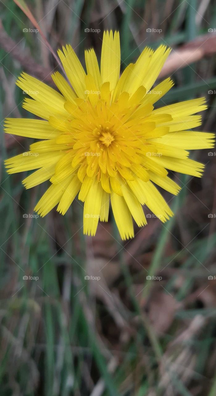 Dandelion
