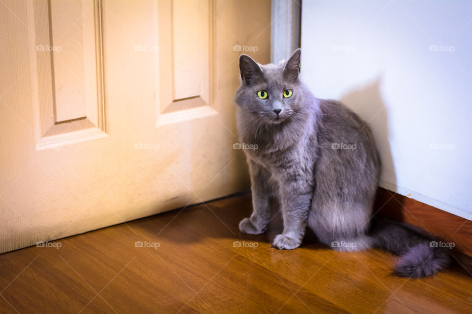 Cat next to the door 