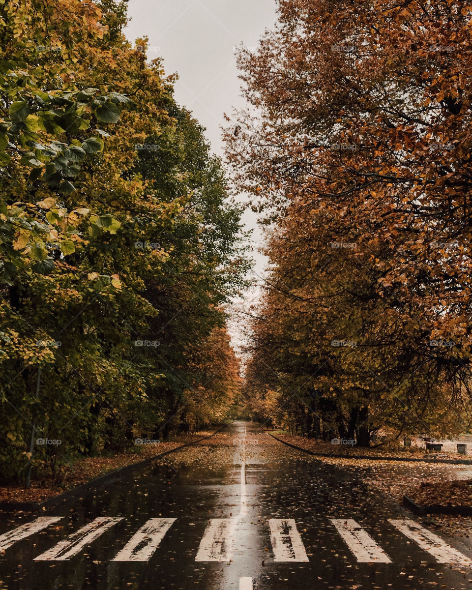 Road in the autumn forest 🍁
