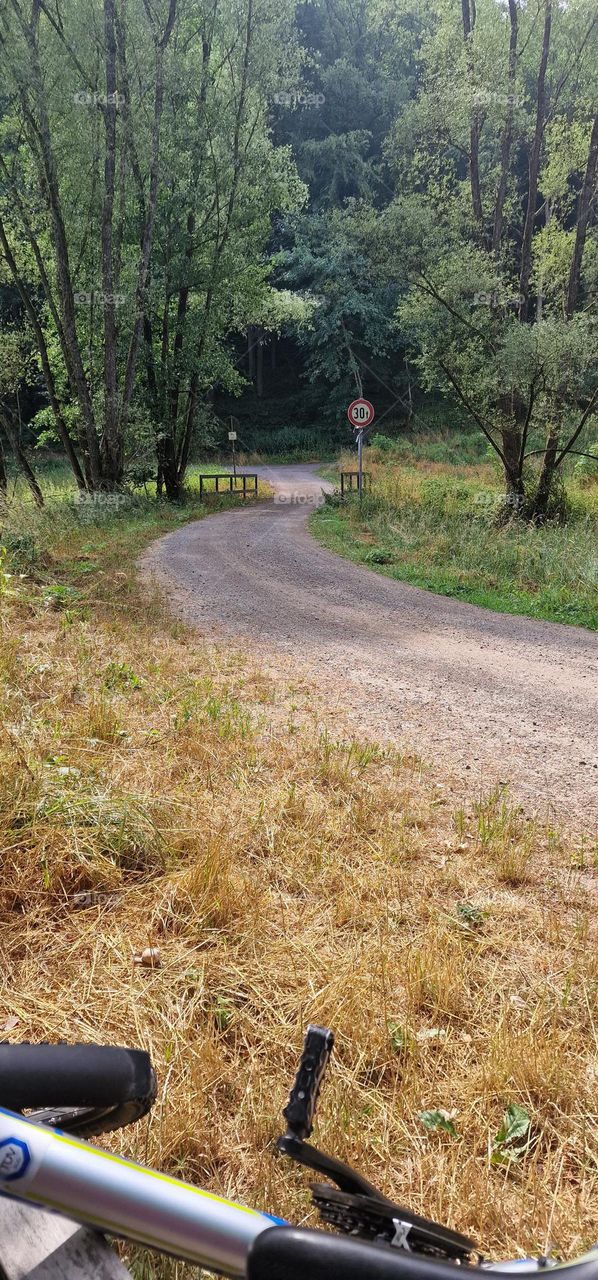 Road in forest