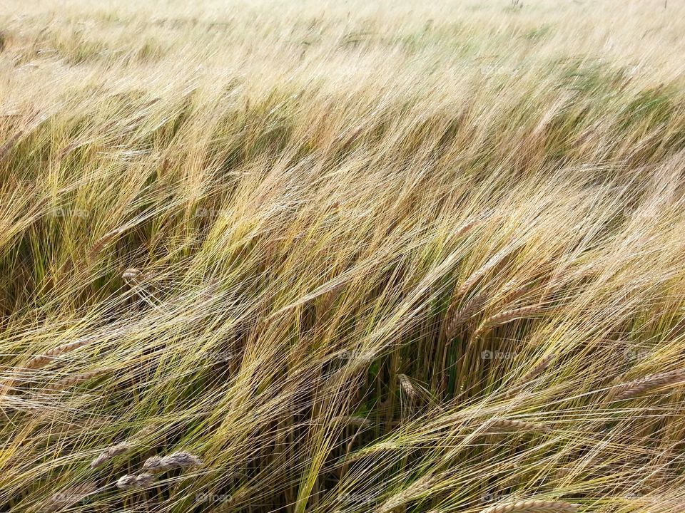 Barley field
