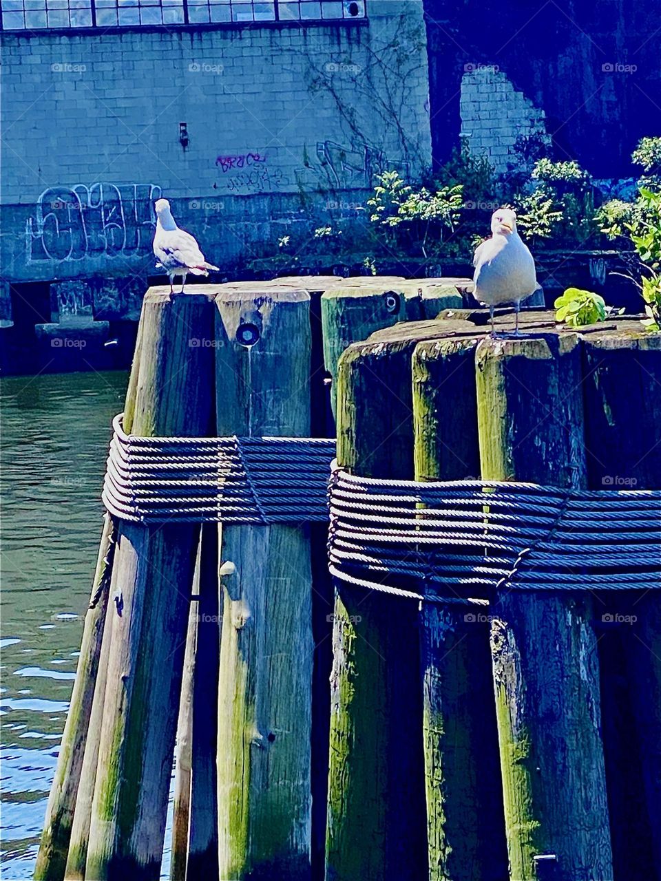 A pair of white seagulls sits on the wooden pilings that protrude from the „East River“ to let boats know how far from the „Pulaski Bridge“ they are supposed to „park“. „Greenpoint“, Bklyn is directly behind this display. 2023. Hypnotic Productions
