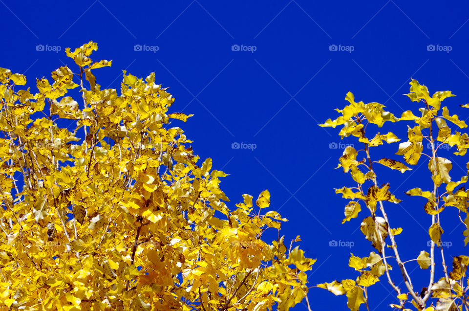 Low angle view of tree tops with yellow leaves against clear sky in Berlin, Germany.