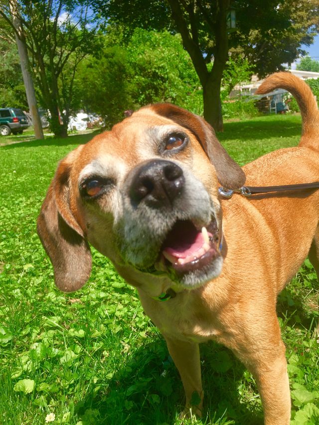 Puggle Smile