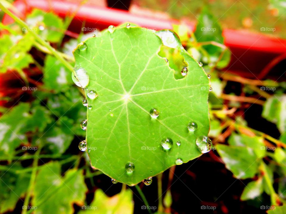 Close-up of leaf