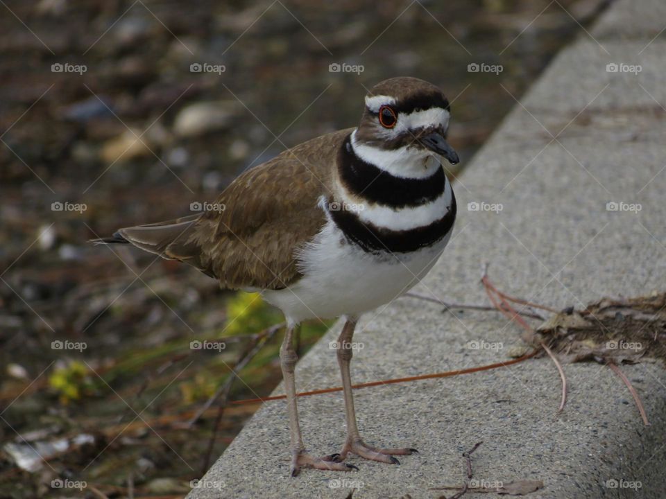 Killdeer 