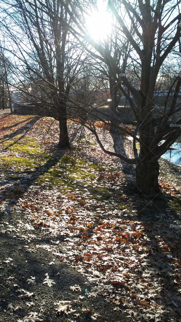 Tree, Fall, Leaf, Landscape, Wood