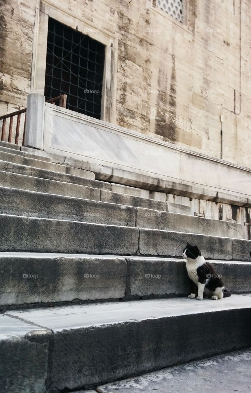 Cat on stairs in Turkey 