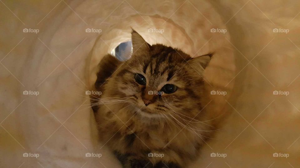 tunnel cat