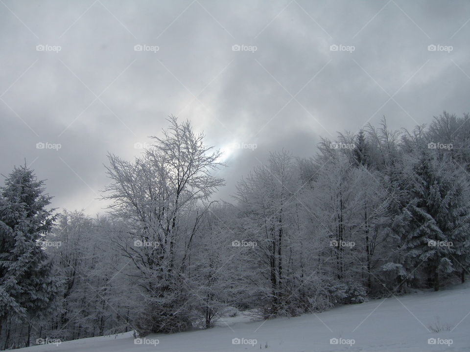 snowy woods