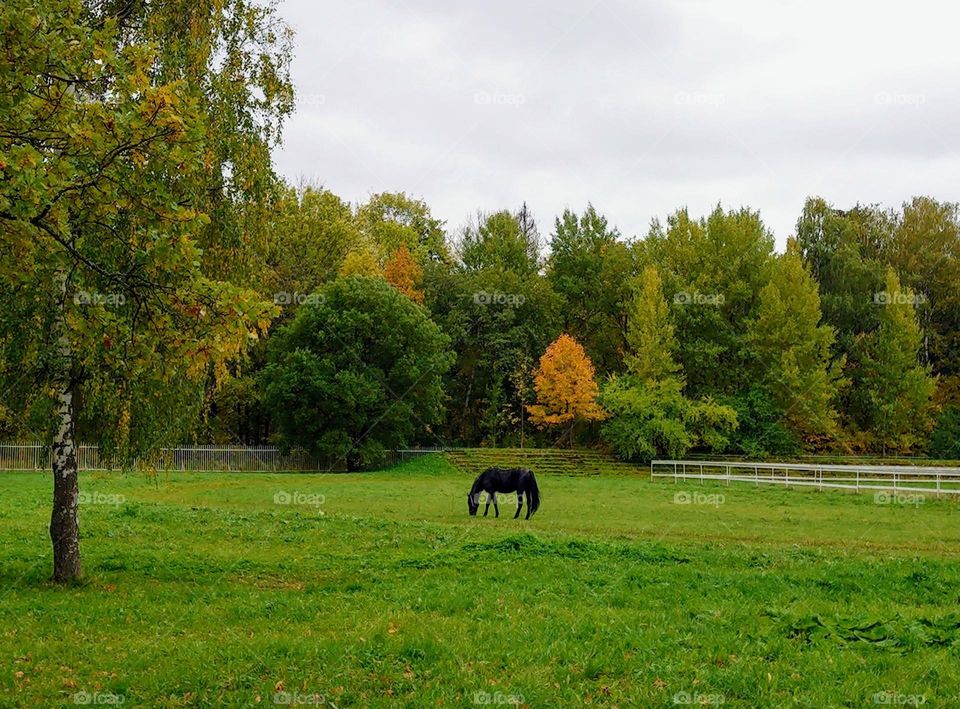 Autumn landscape 🍂🍁Autumn trees🍂🍁 Horse🐎 Farm🐴