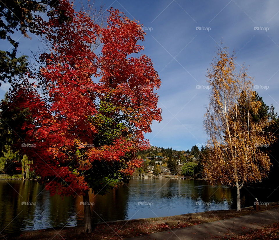 A maple tree and an aspen tree rich in fall colors of red, orange, yellow, and gold along the banks of the Deschutes River at Pioneer Park in Bend in Central Oregon on a sunny fall day. 