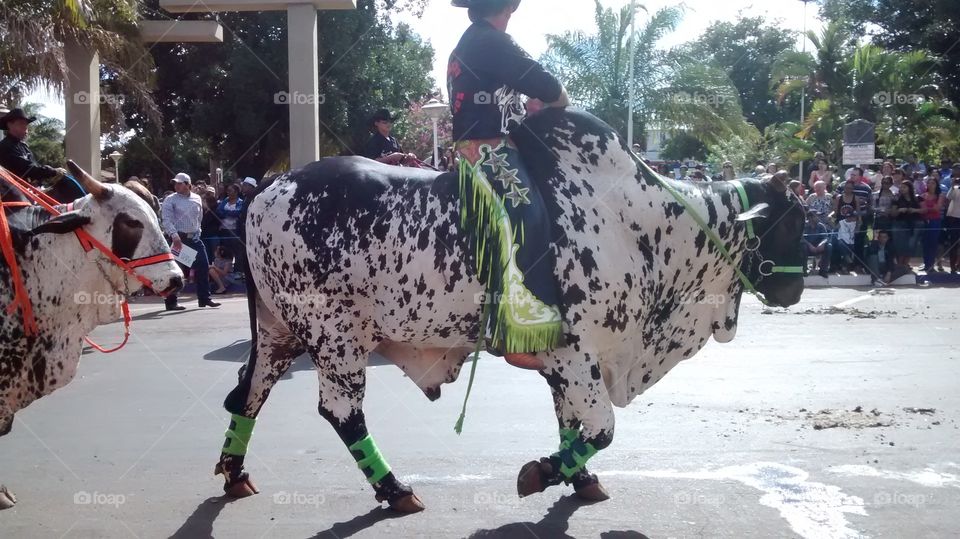 Desfile em touros no Brasil. Aniversário da cidade.